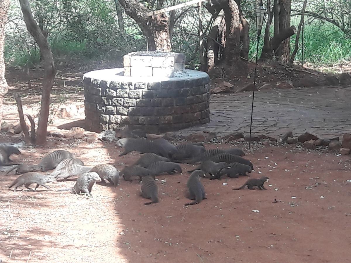 Villa Little Bush Baby à Marloth Park Extérieur photo