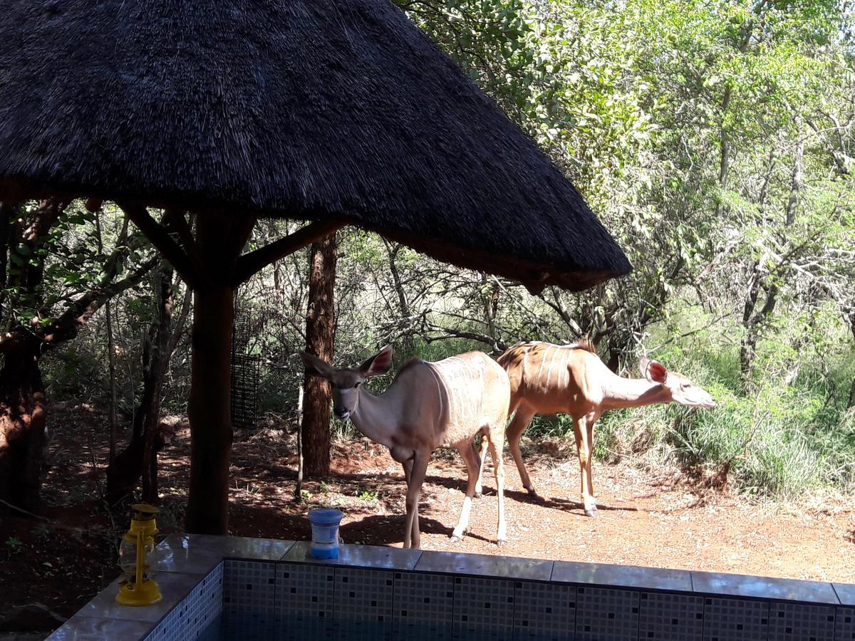 Villa Little Bush Baby à Marloth Park Extérieur photo